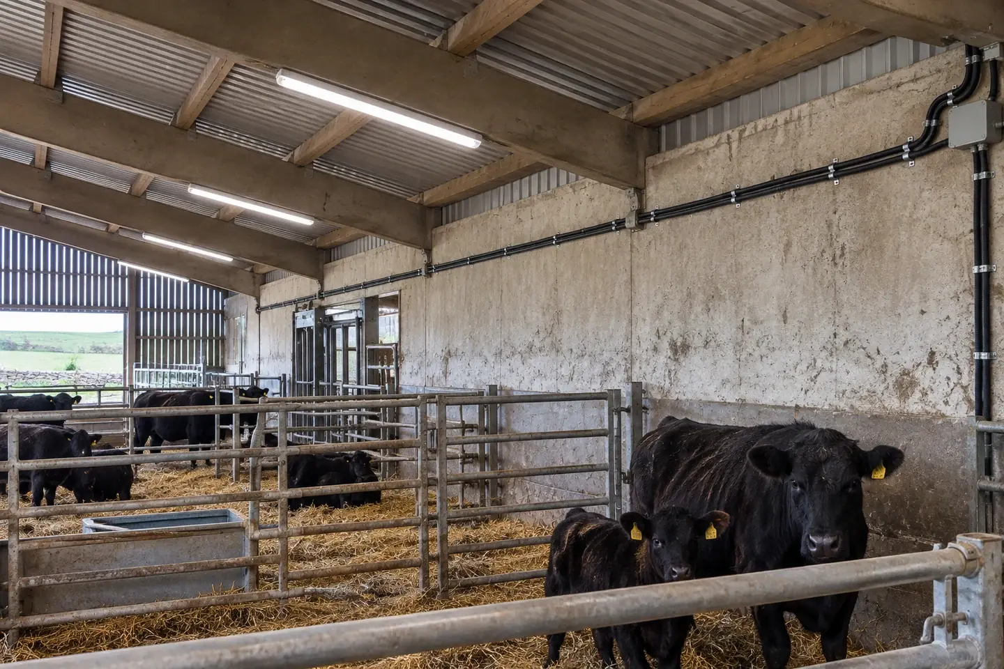 Ceiling lighting in a cattle shed